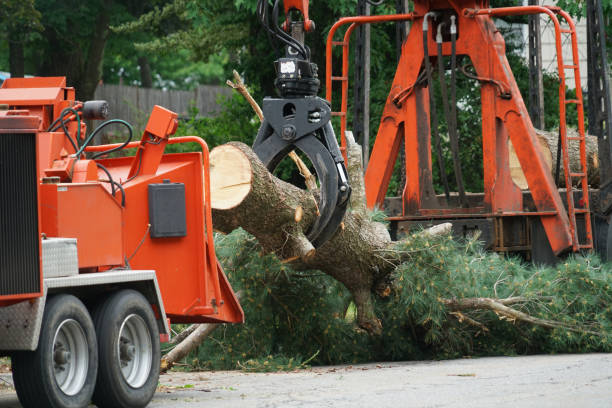 Why Choose Our Tree Removal Services in Reedsville, WI?