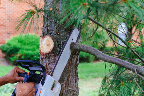 Best Hedge Trimming  in Reedsville, WI